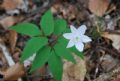 Anemonoides trifolia subsp. trifolia